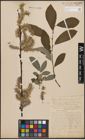 Foto von Salix caprea L. x Salix cinerea L.